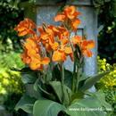 Canna Wyoming